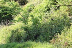 IMG_4735